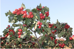 ����ׯ԰|��������ù���